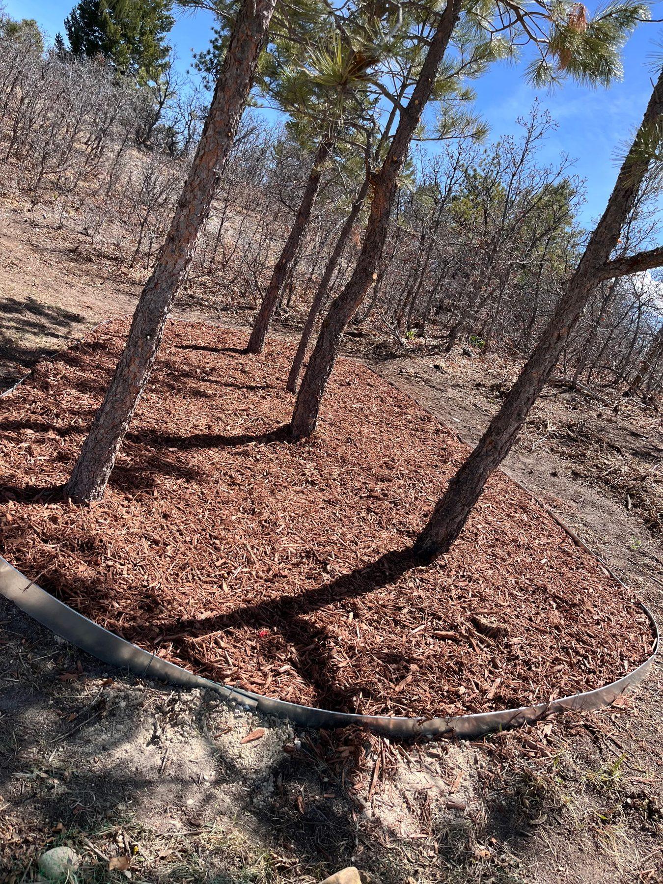 Fresh cedar mulch beds with steel edging installed around mature pines on a slope.